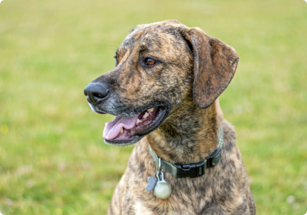 Plott Hound