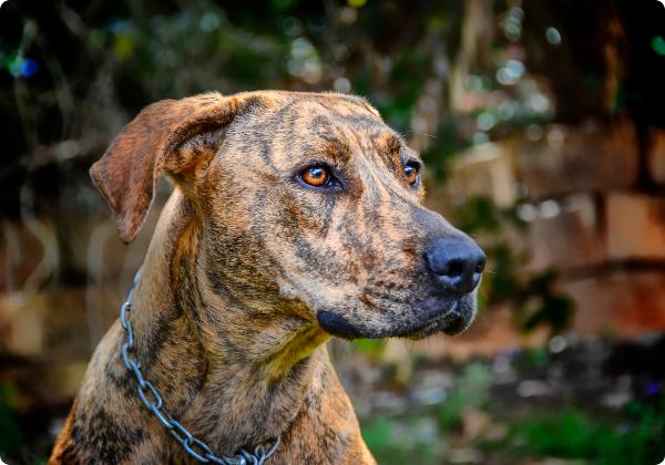 Plott Hound