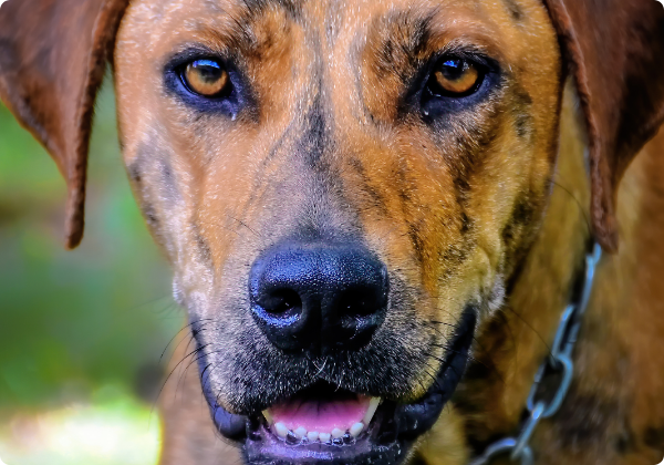 Plott Hound