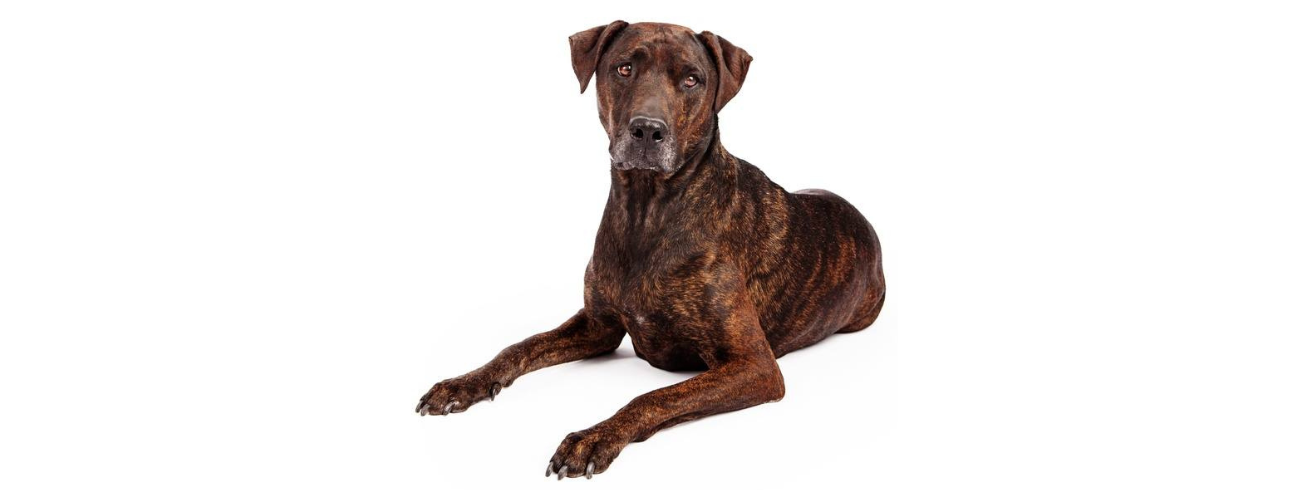 Plott Hound