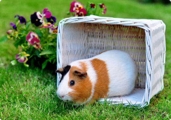 Porquinho da India Inglês