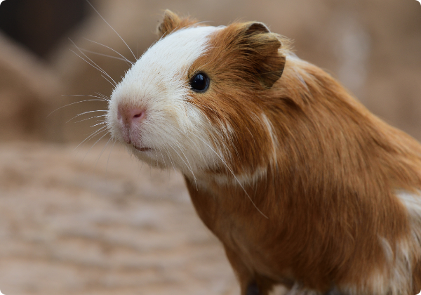 Porquinho da India Inglês