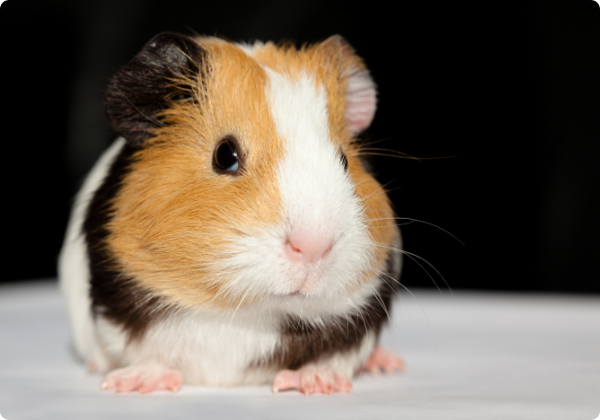 Porquinho da India Inglês