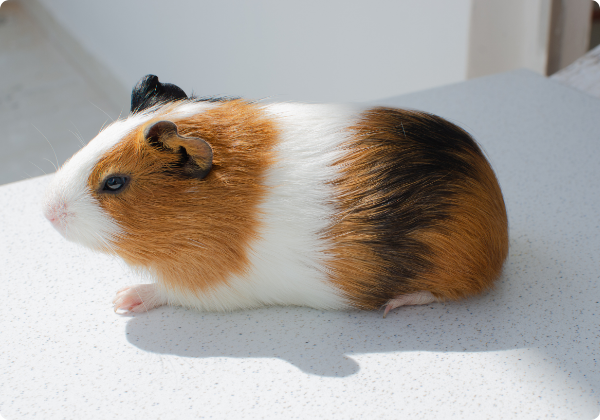 Porquinho da India Inglês