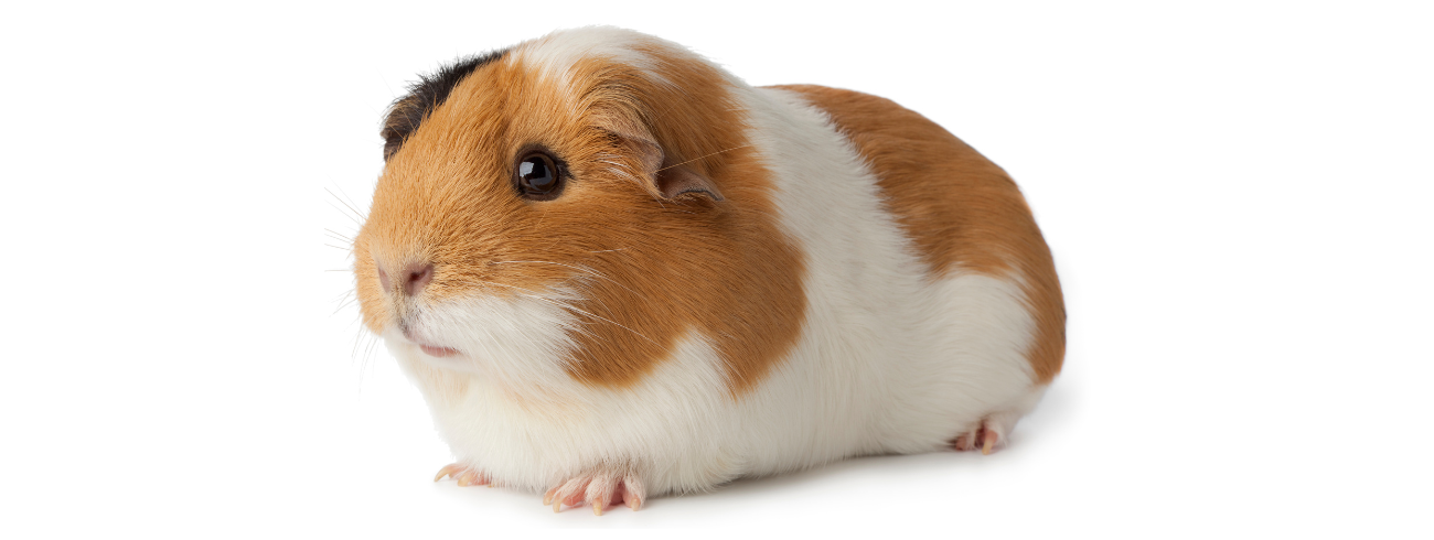 Porquinho da India Inglês