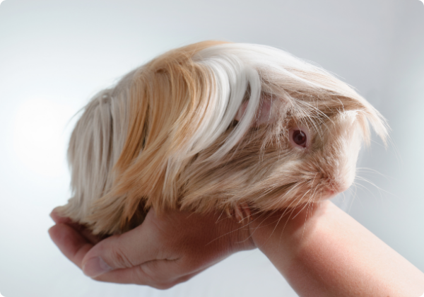 Porquinho da india peruano