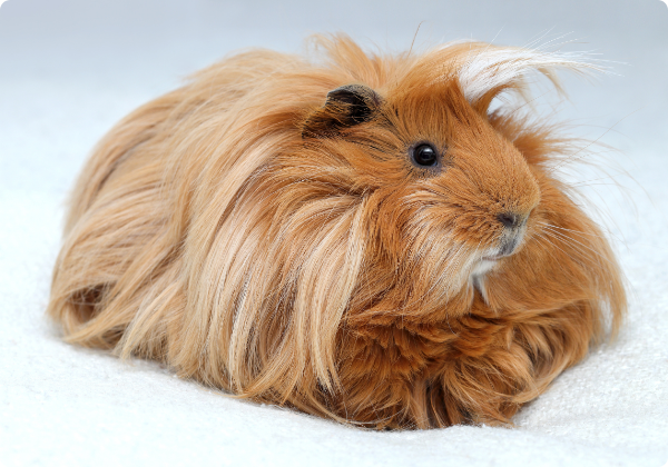 Porquinho da india peruano