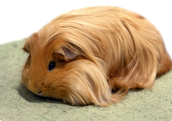 Porquinho da india peruano