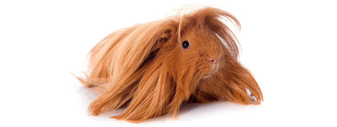 Porquinho da india peruano