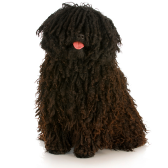 Puli