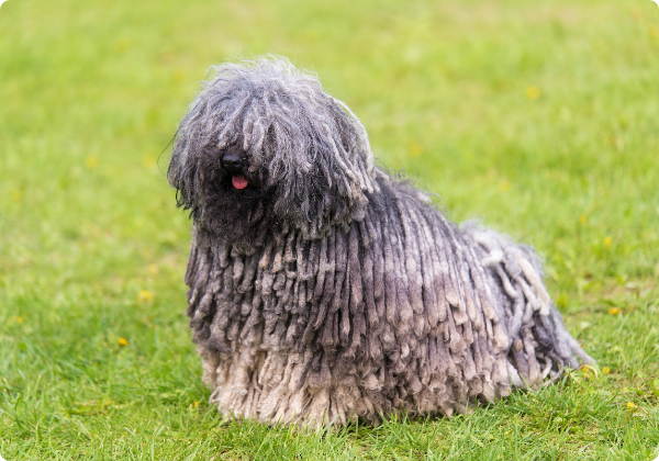 Komondor