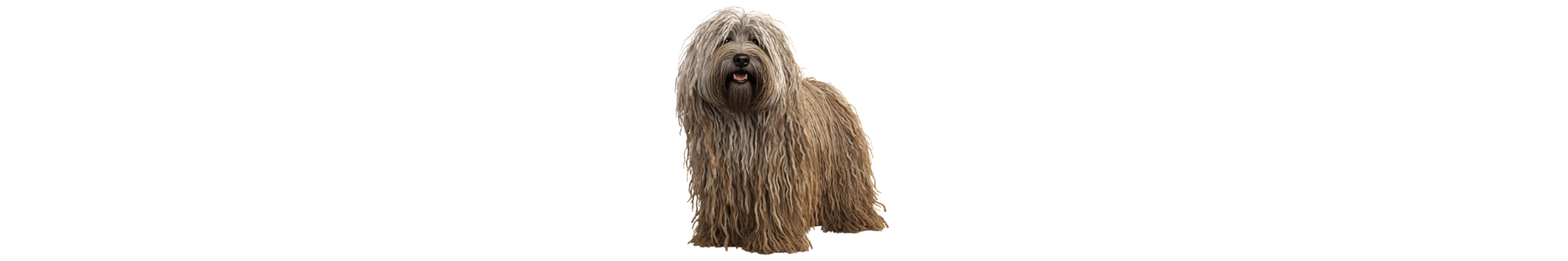 Puli
