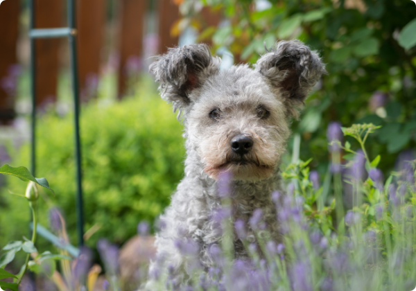 Pumi