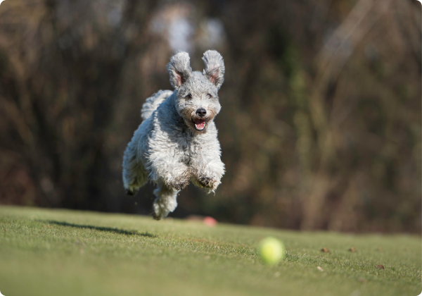 Pumi