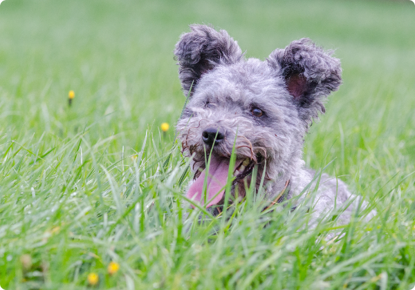 Pumi