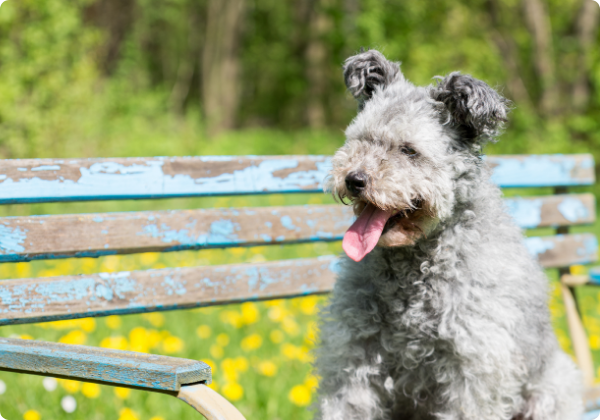 Pumi