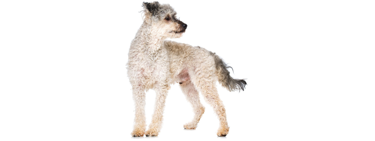 Pumi
