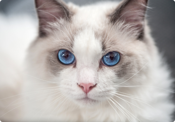 Ragdoll