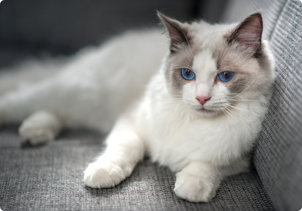 ragdoll