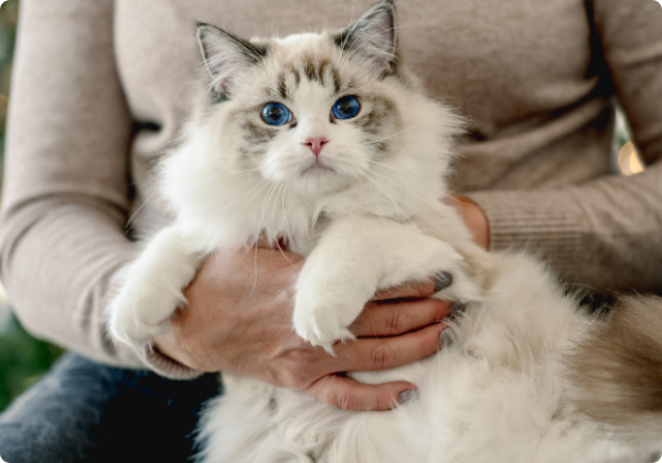 Ragdoll