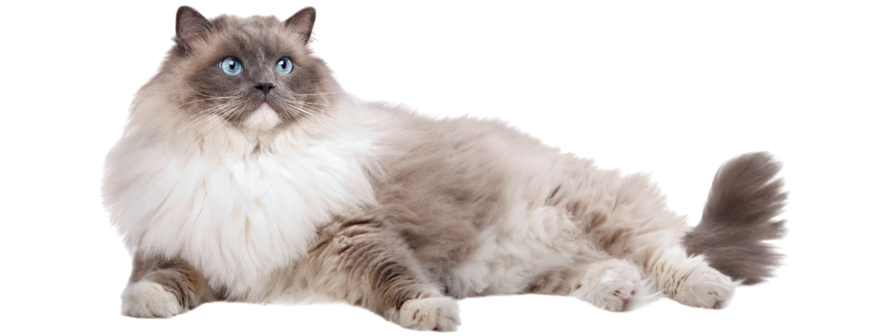 Ragdoll