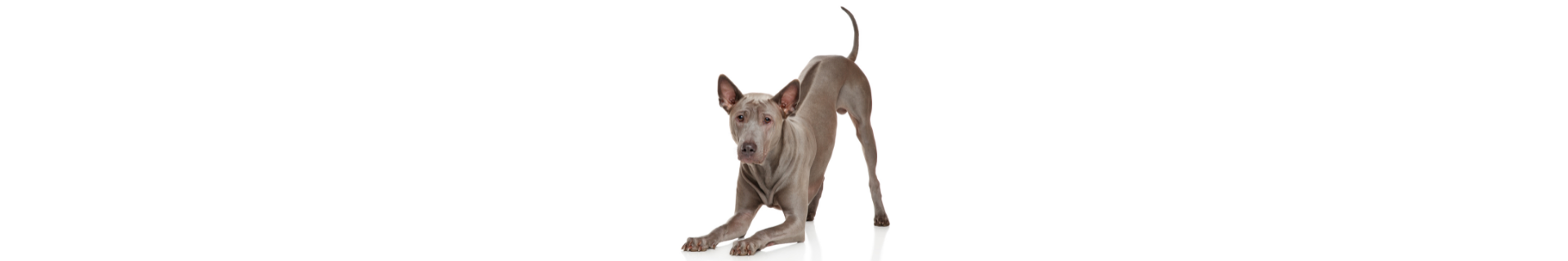 Thai Ridgeback