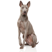 Ridgeback Tailandês