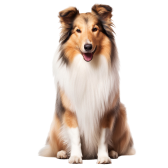 Rough Collie