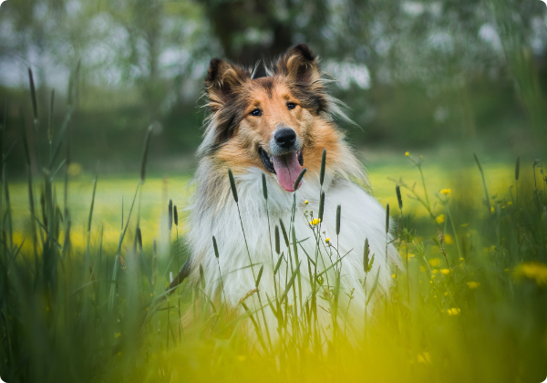 Rough Collie