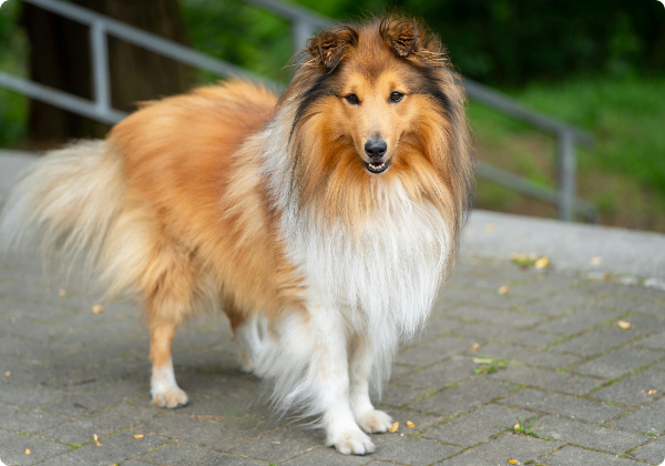 Rough Collie
