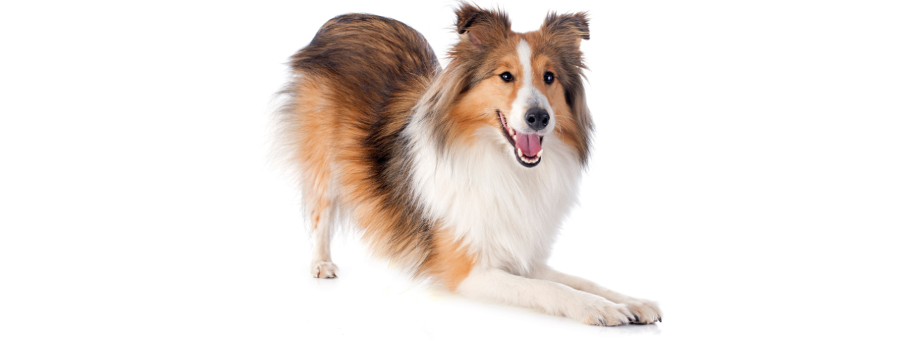 Rough Collie