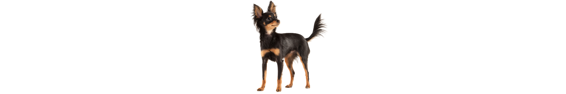 Russian Toy Terrier