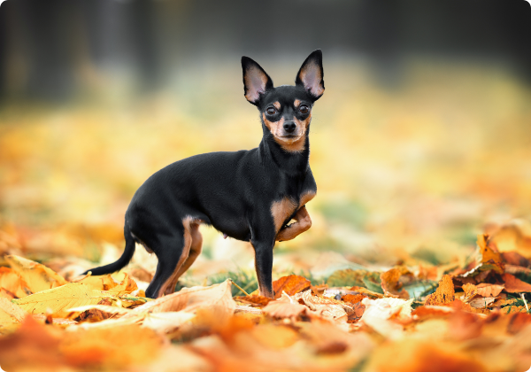 Russian Toy Terrier