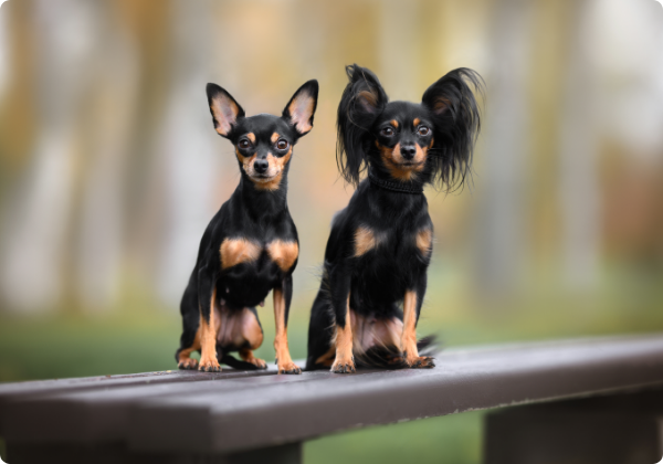 Russian Toy Terrier