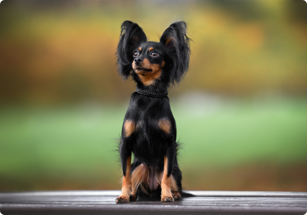 Russian Toy Terrier