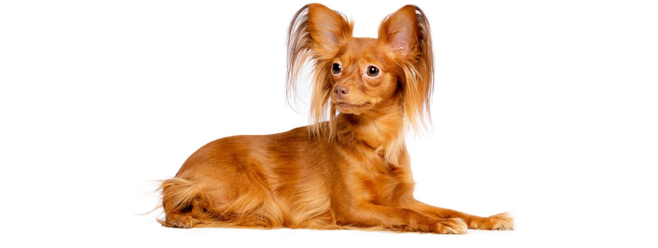 Russian Toy Terrier