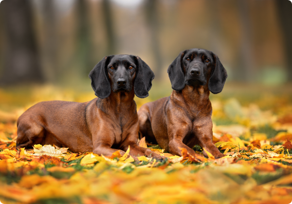 Sabujo Montanhês da Baviera