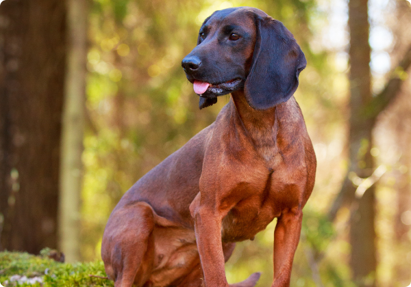 Sabujo Montanhês da Baviera