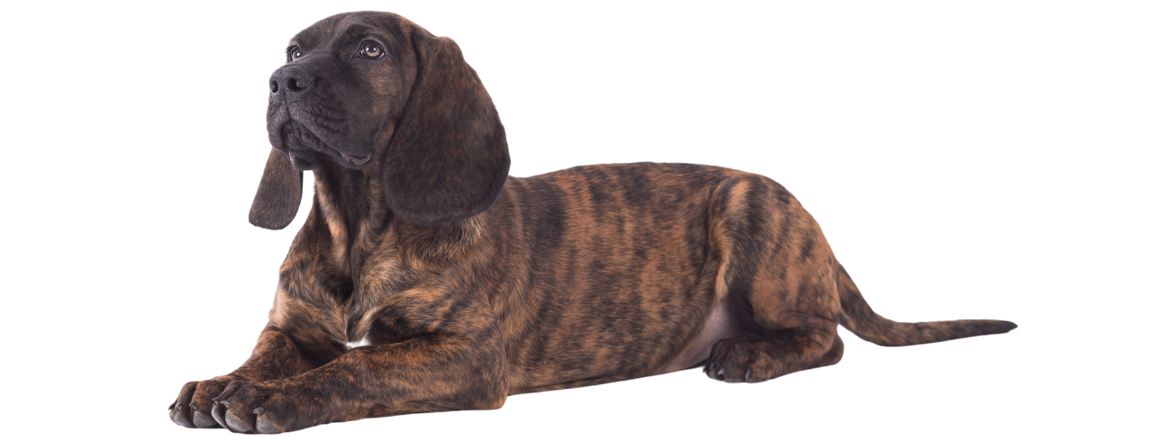 Sabujo Montanhês da Baviera