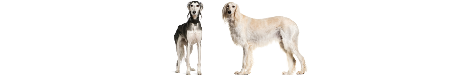 Saluki