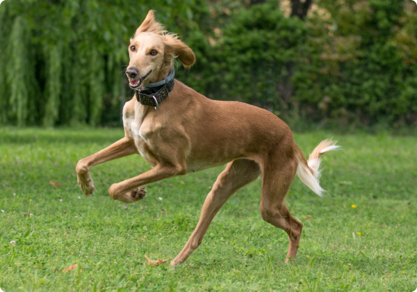 Saluki