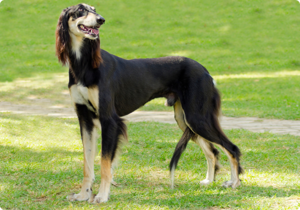 Saluki