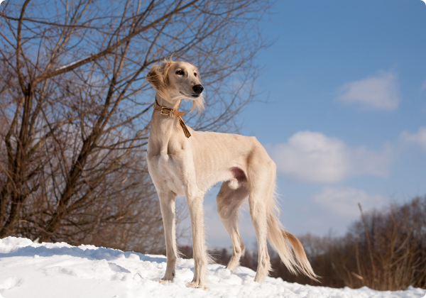 Saluki