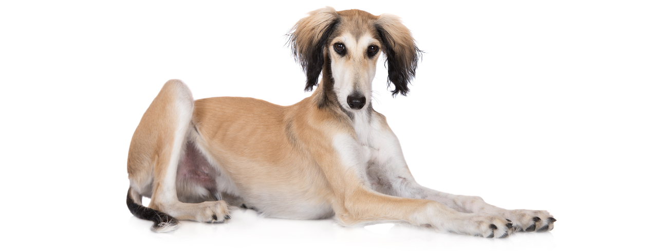 Saluki