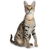Savannah