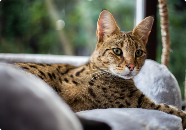 Savannah