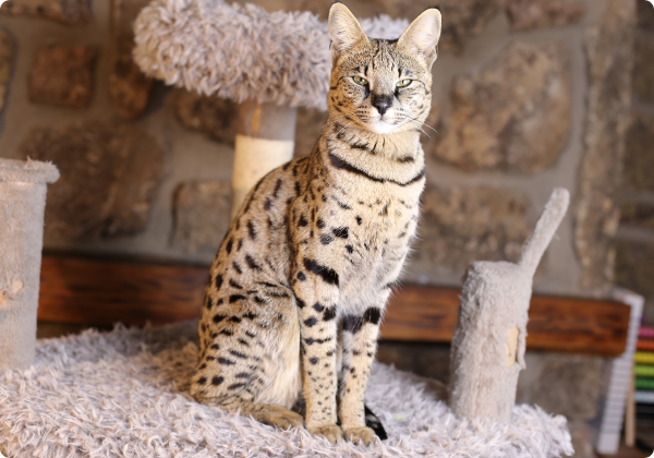 Savannah