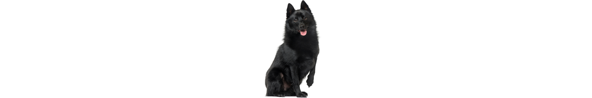 Schipperke