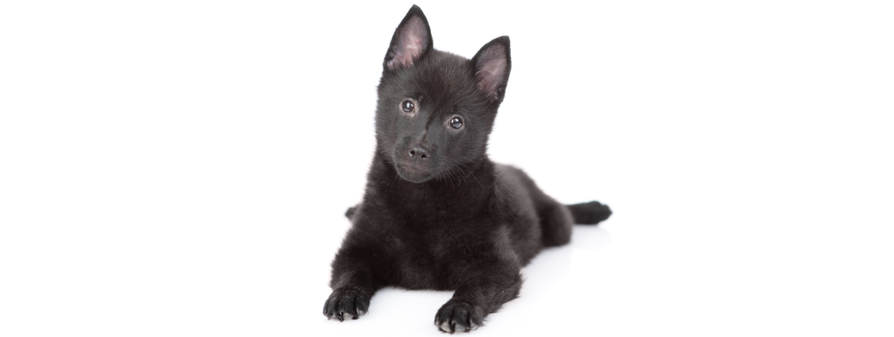 Schipperke