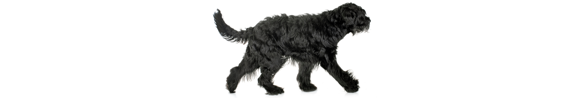 Schnauzer Gigante